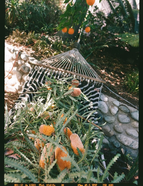 Hammock with black and white stripes filled with orange flowers, hanging near a stone wall and surrounded by greenery.