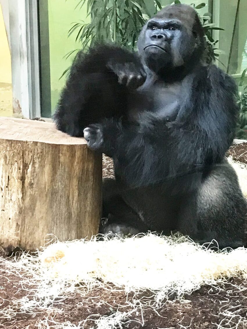 Gorilla sits by a wooden stump in a zoo enclosure, surrounded by straw and greenery, gazing thoughtfully.