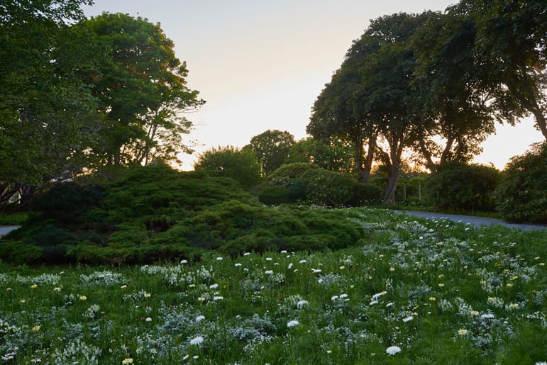 Sunset over a lush park with tall trees, green bushes, and a field of white and yellow flowers in early evening light.