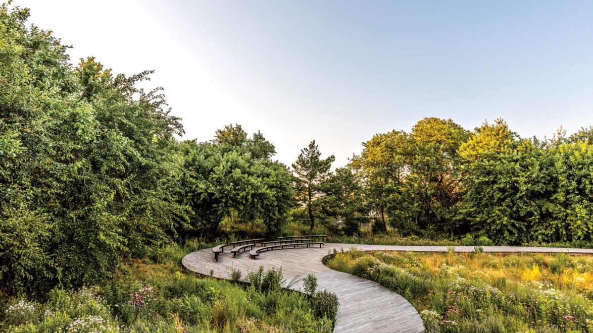 Curved wooden pathway through lush green park with tall trees and wildflowers under a clear blue sky.