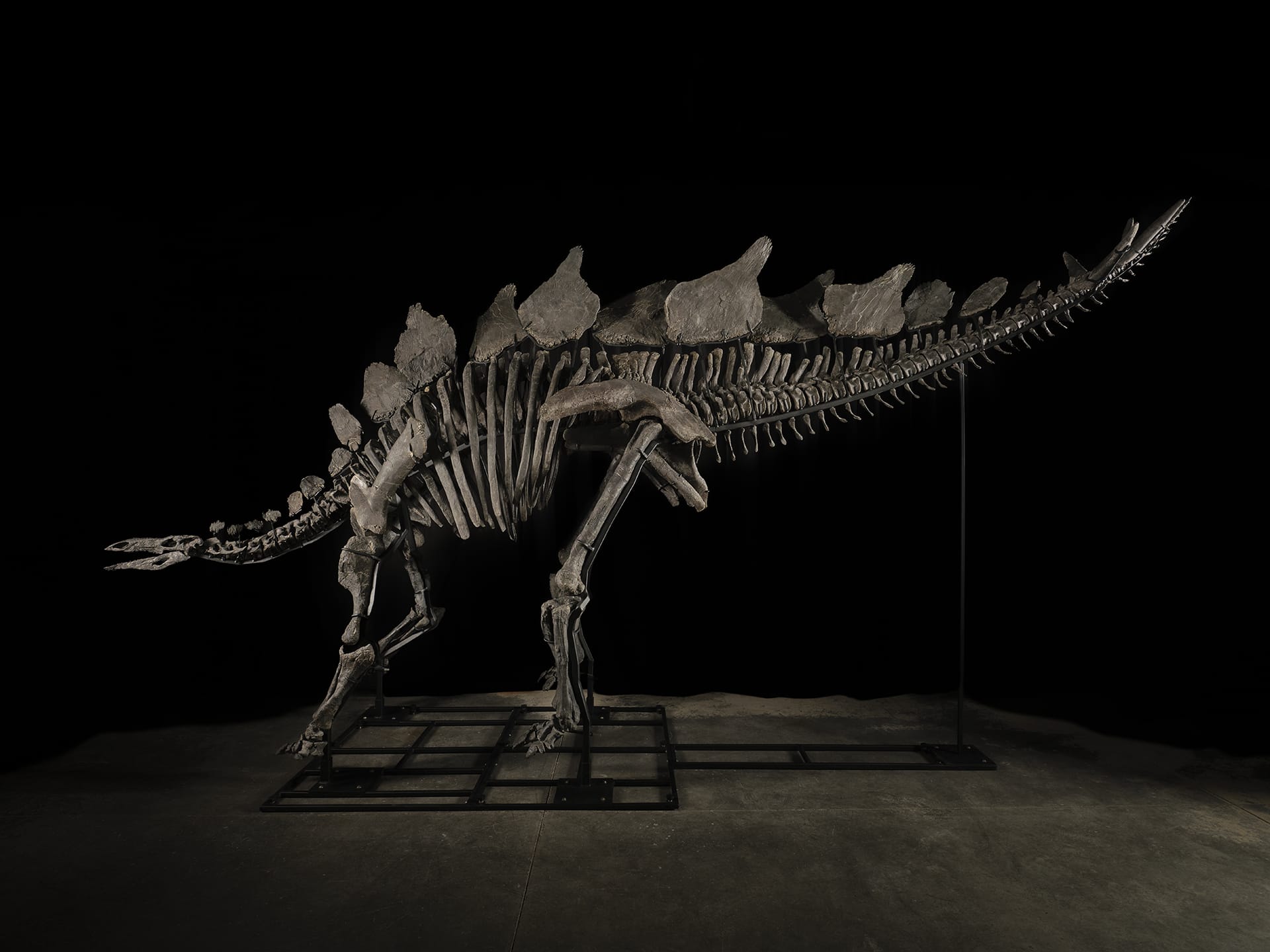 Apex the stegosaurus was sold at auction to Ken Griffin, founder of Citadel