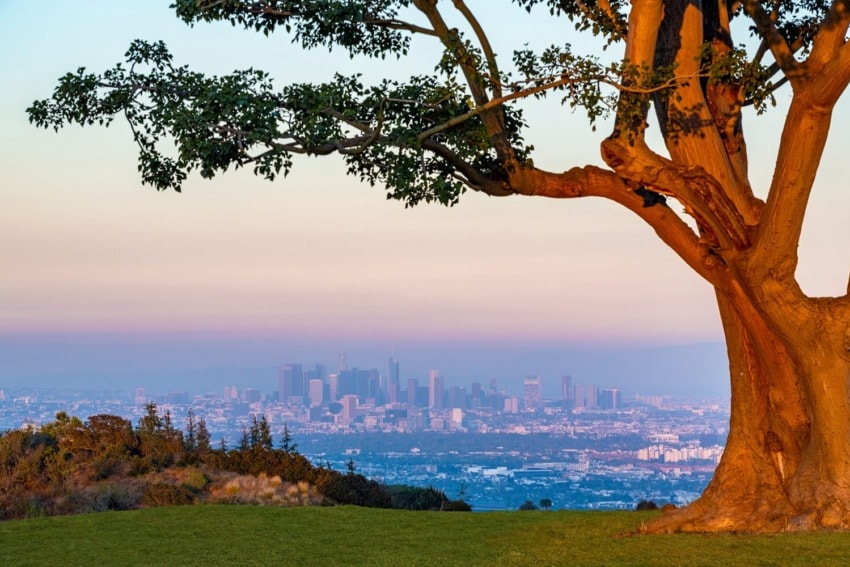 Tree in foreground with a view of a city skyline at sunset, showcasing a blend of natural and urban landscapes.