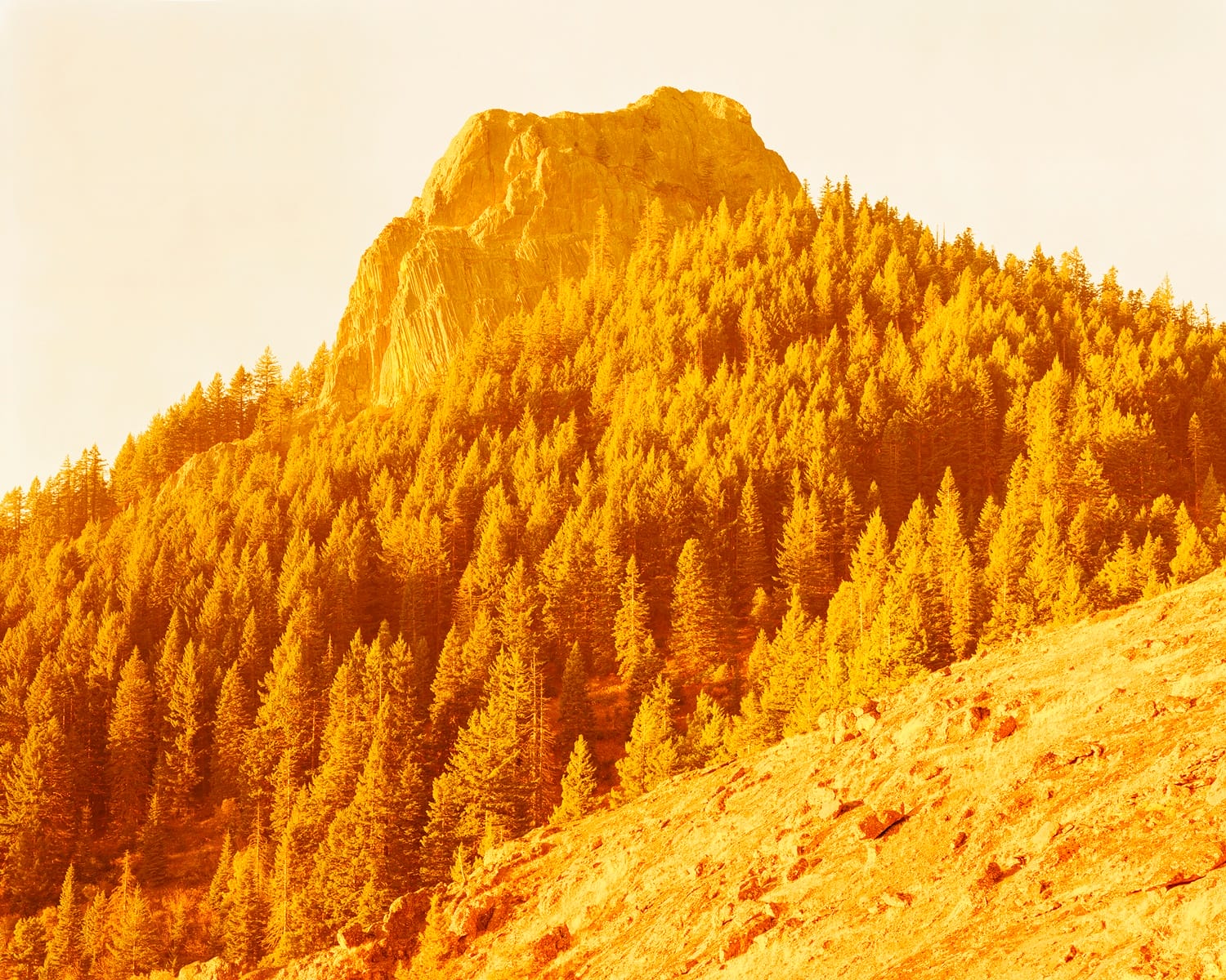 Mountain landscape with pine trees in warm golden light.