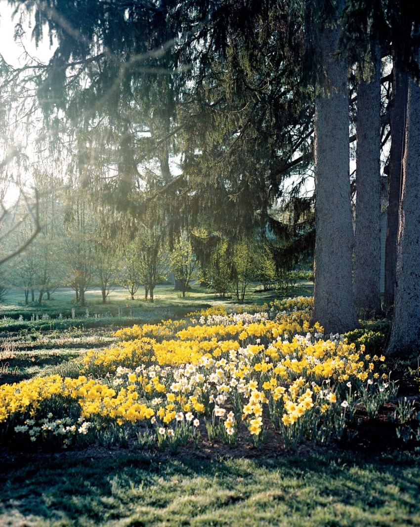 A scenic view of a sunlit garden with yellow and white flowers under tall trees in the morning.