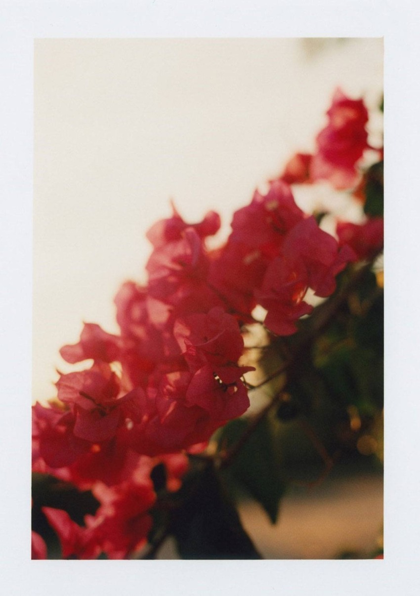 Vibrant pink bougainvillea flowers with soft lighting and blurred background.