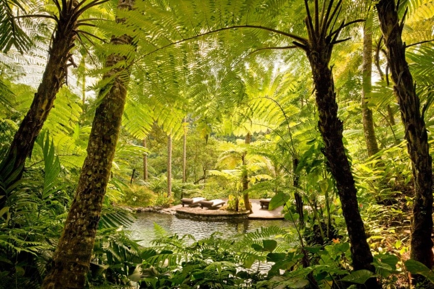 Tropical oasis with lush greenery and a serene pool surrounded by tall trees and vibrant ferns.