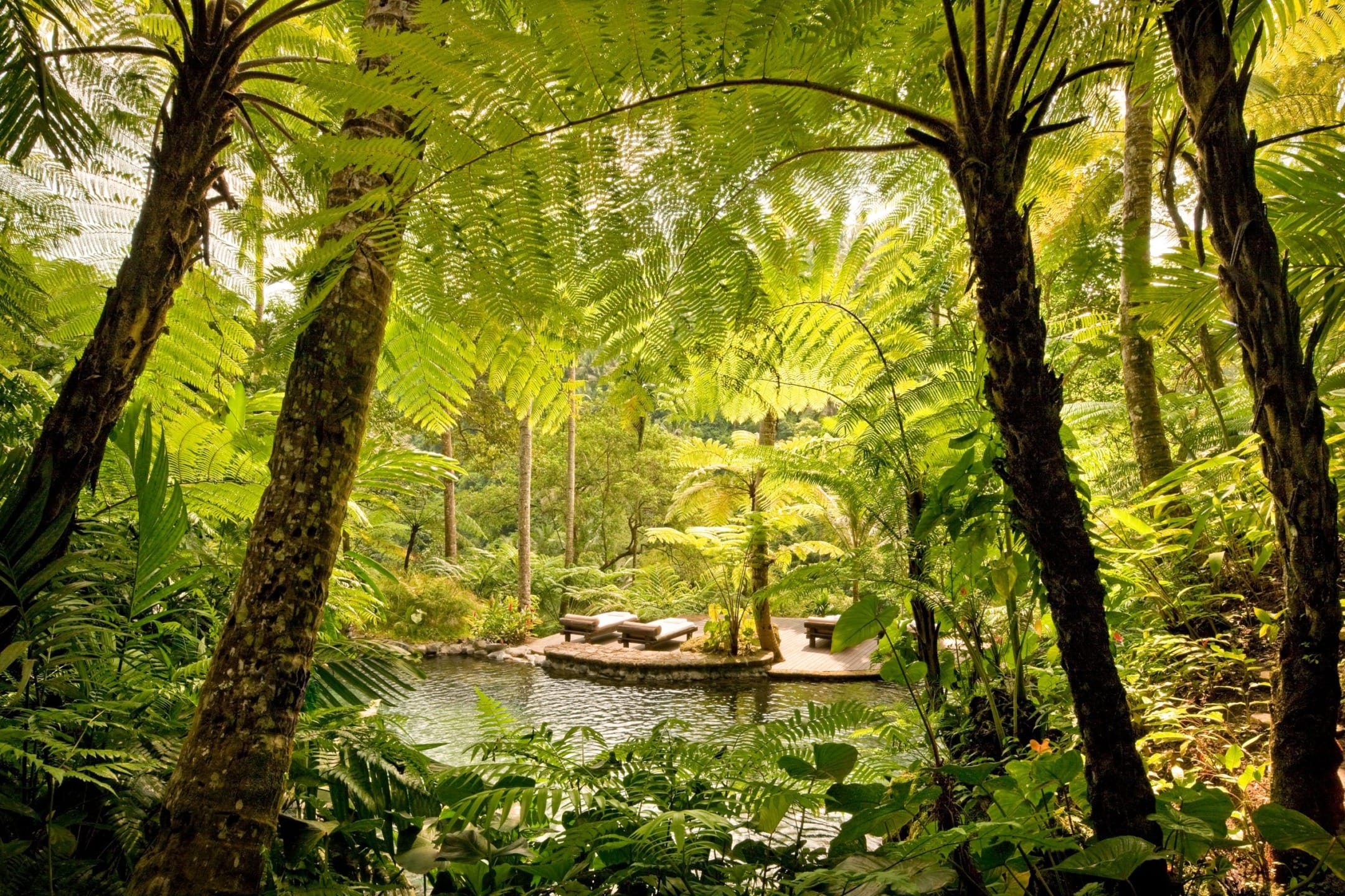 Lush tropical oasis with palm trees surrounding a calm pond and sunbeds on a small deck.