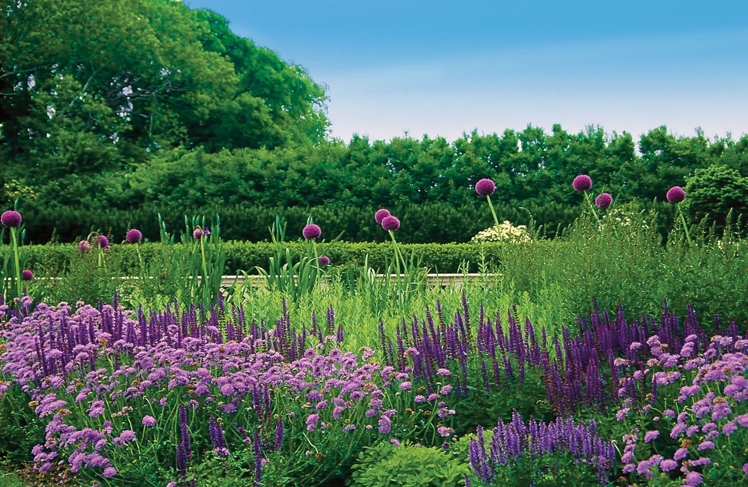 Colorful garden with lush greenery, purple flowers, tall blooming plants, and clear blue sky in the background