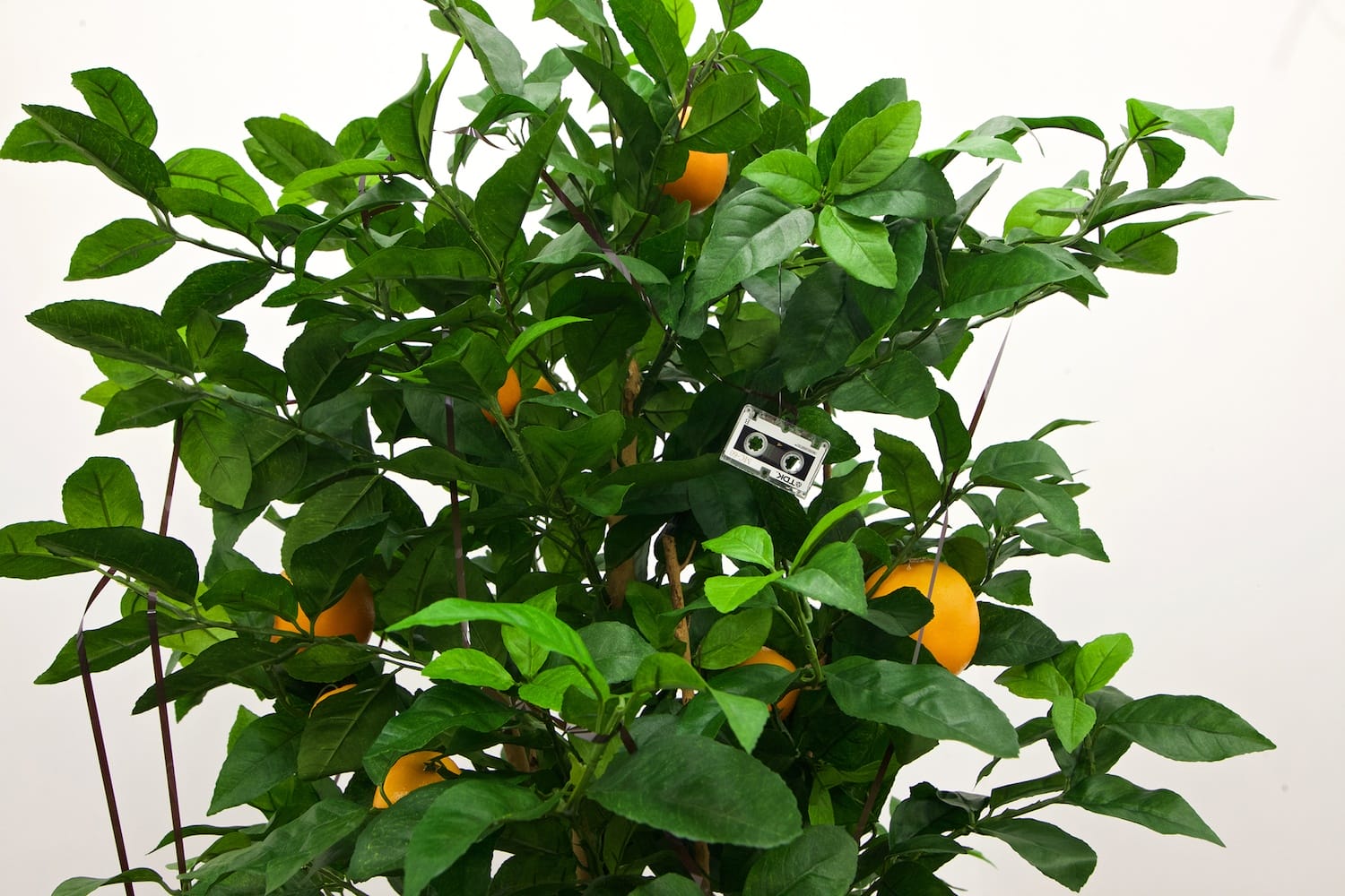 Lemon tree with lush green leaves and ripe yellow lemons against a plain white background.