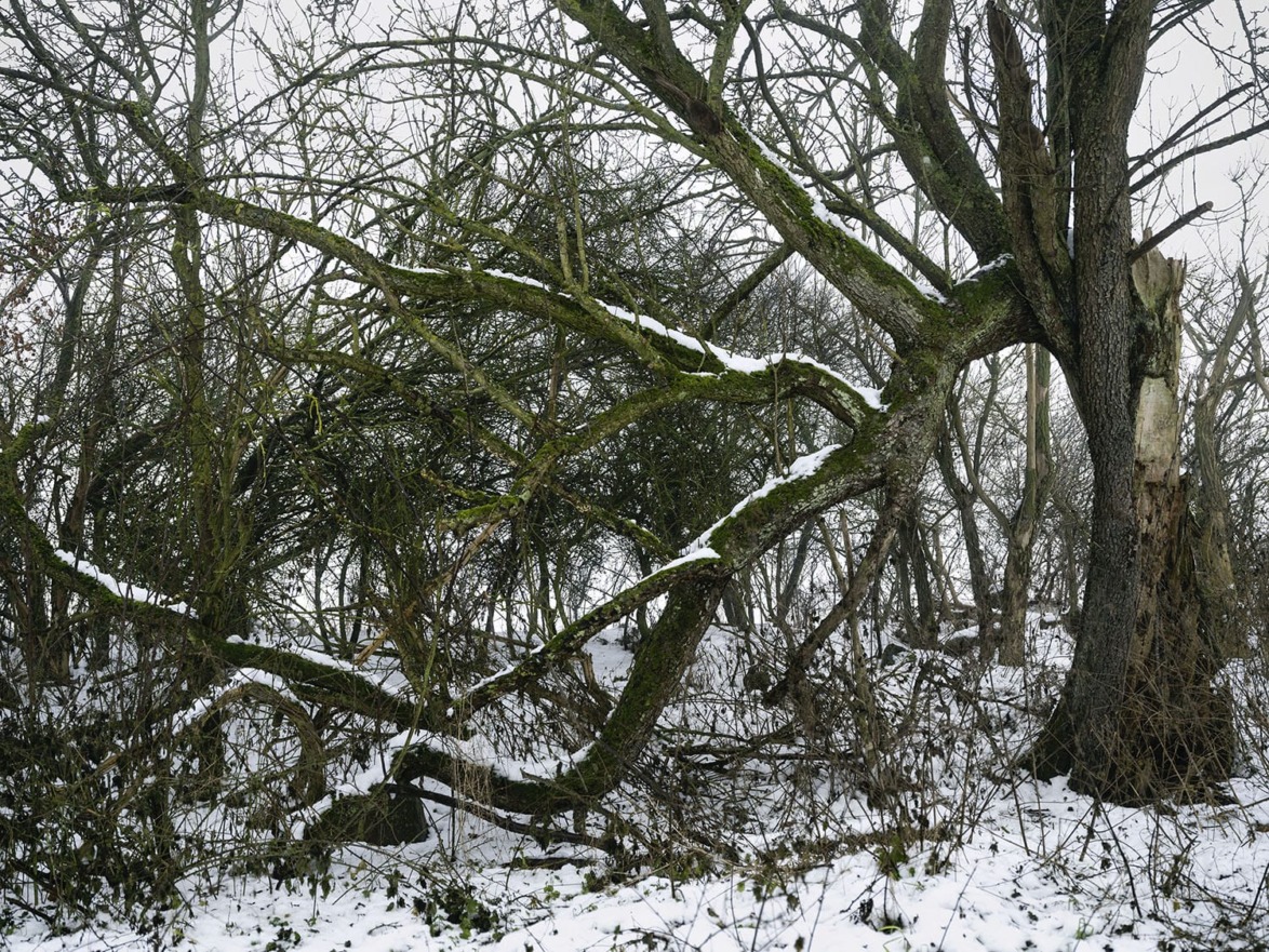 Snow-covered forest with mossy branches and scattered bare trees in a serene winter landscape.