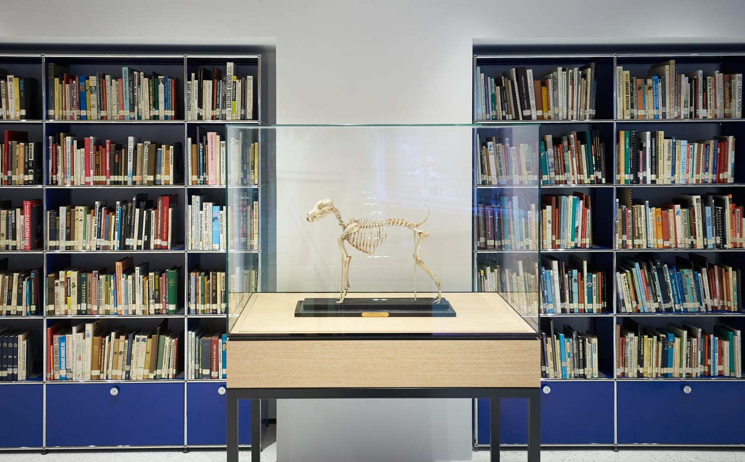 Dog skeleton displayed in a glass case in front of bookshelves filled with books in a library setting.