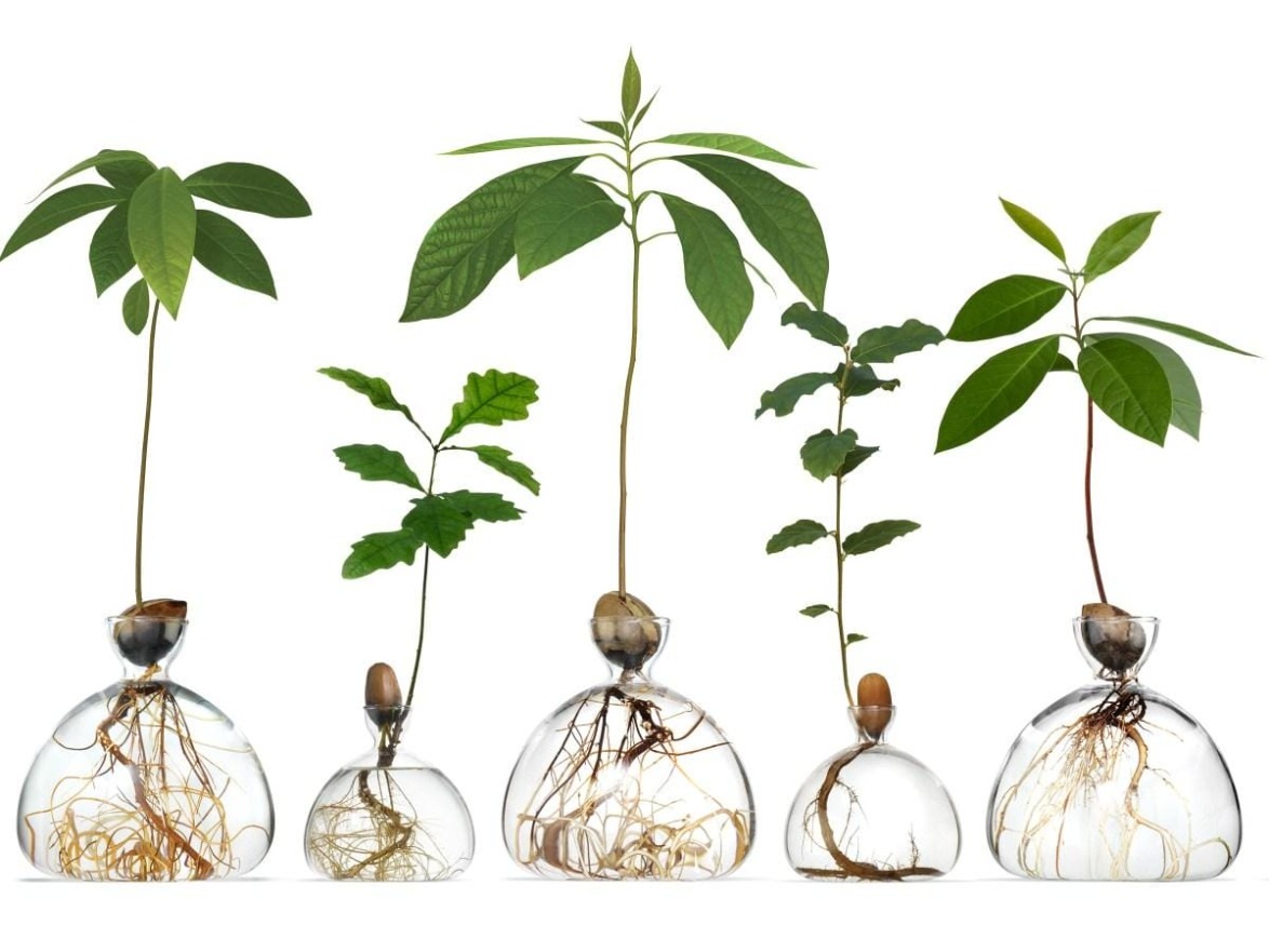 Five plants growing in glass vases with visible roots, showcasing various stages of growth against a white background.