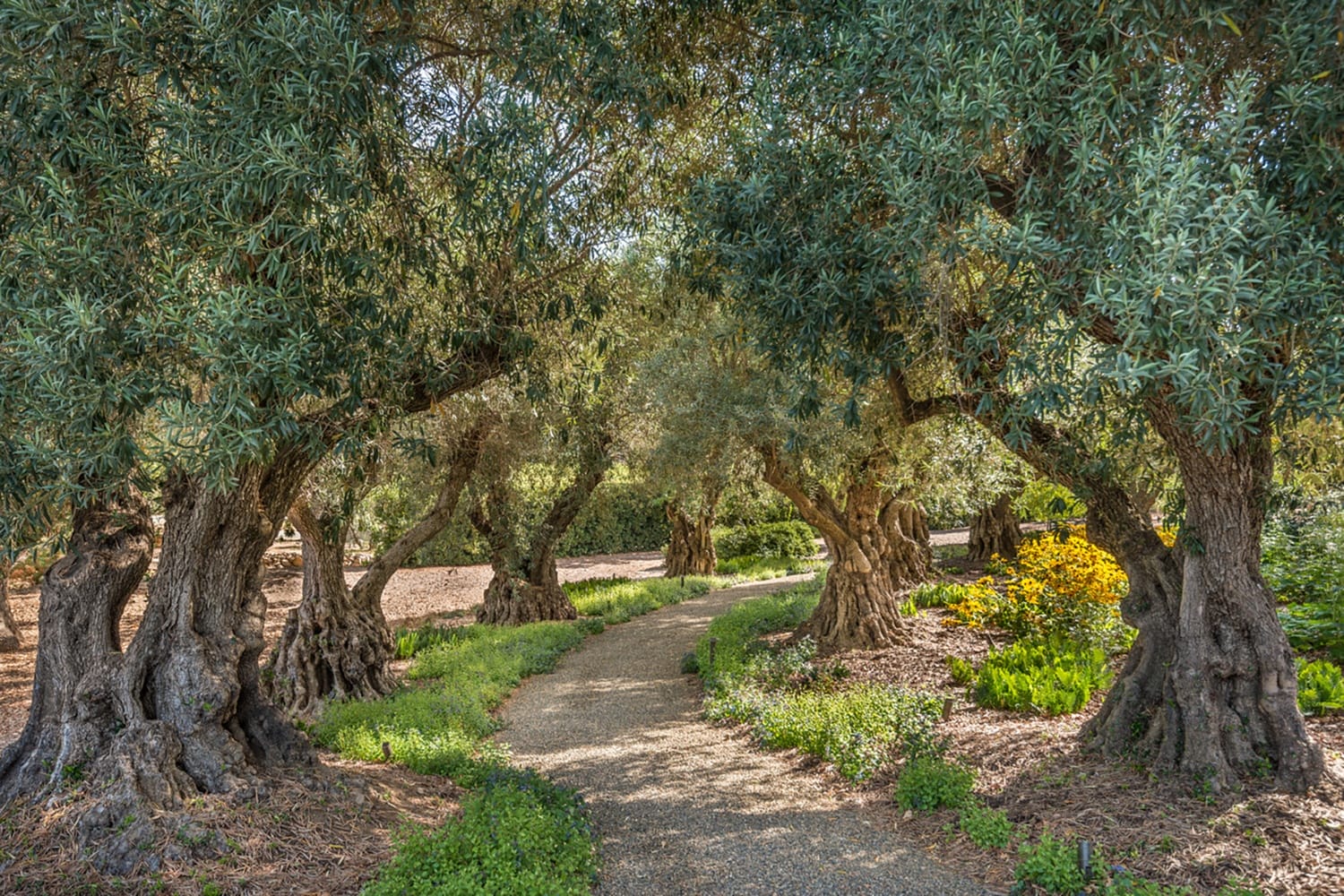 Pathway through a grove of ancient olive trees with flowering plants and sunlight filtering through the branches.