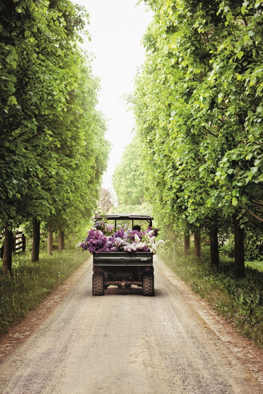 Truck carrying purple flowers driving on a tree-lined dirt road.