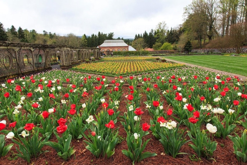 Colorful tulip garden with red and white flowers, lush green grass, decorative fence, and distant greenhouse on a cloudy day.
