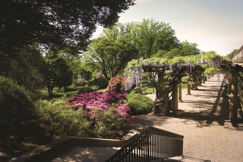 Garden with blooming flowers, wisteria-covered pergolas, and lush green trees under a clear sky.