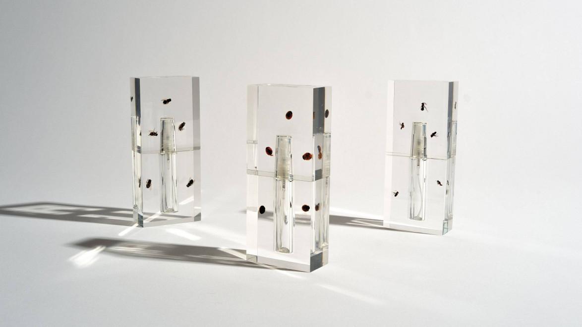 Three transparent acrylic blocks with embedded insects, casts shadows on a white background.