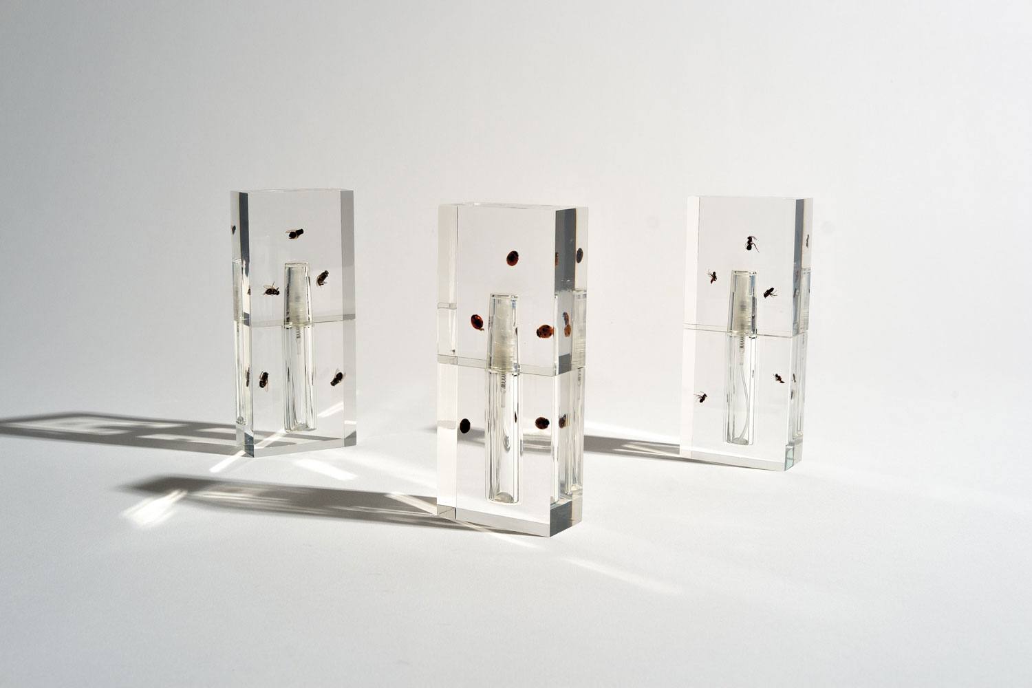 Three blocks of clear resin encasing ants, arranged in a row on a light background.