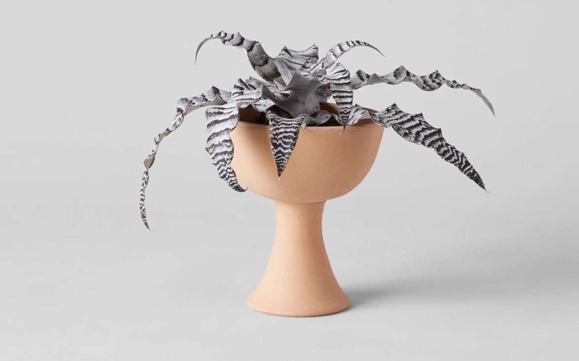 Striped succulent in a tall, beige pedestal planter against a light gray background.