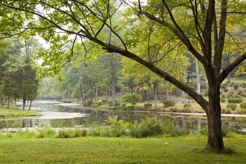 Serene park landscape with a tree beside a calm lake, surrounded by lush greenery and a distant walking path.