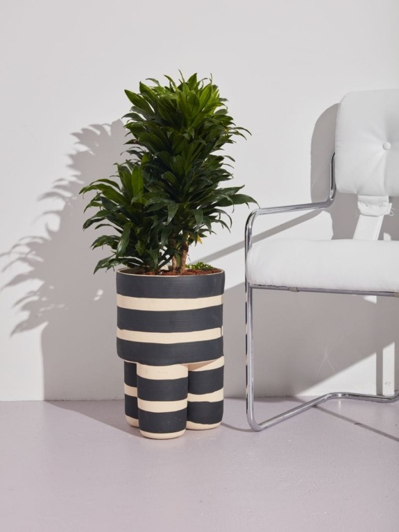 Striped planter with lush green plant next to a modern white chair on a light floor.