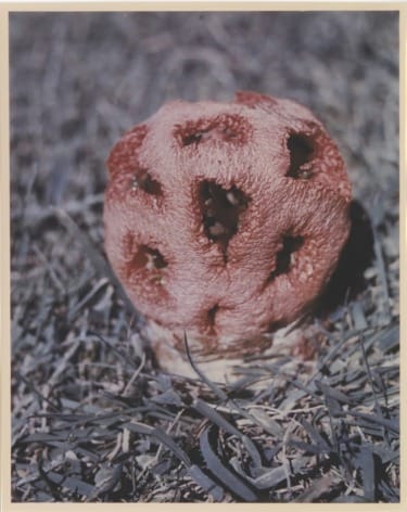 Red cage fungus with unique lattice structure growing on grassy ground.