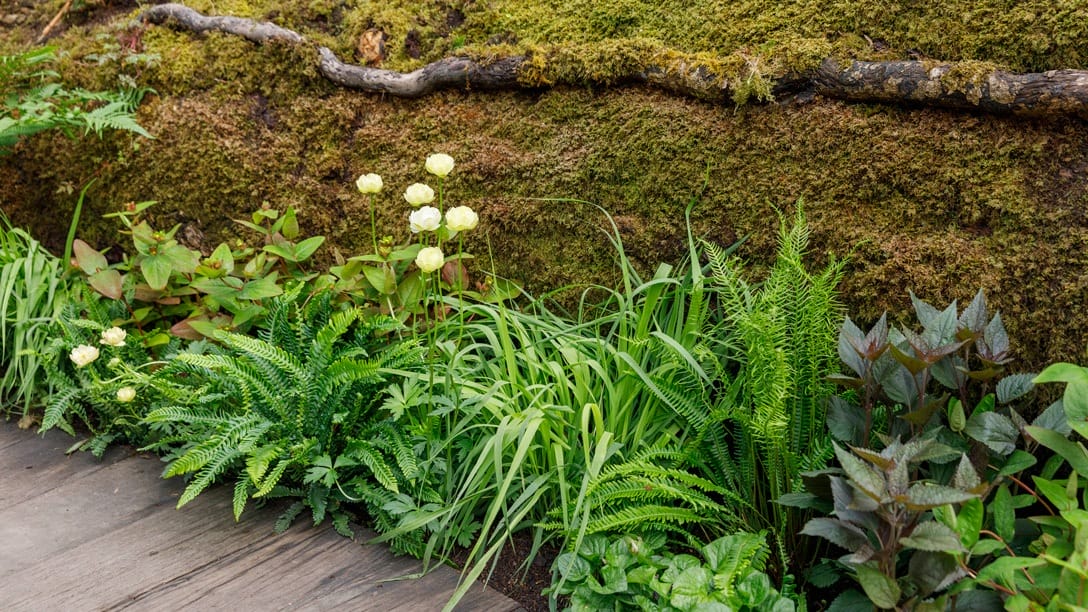 Lush green garden with ferns, grass, white flowers, and a moss-covered wall with a wooden walkway in the foreground.