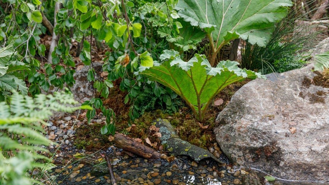 Large green leaf plant by a small stream surrounded by rocks and lush vegetation in a natural garden setting