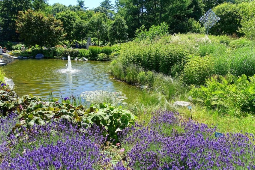 Garden with pond, fountain, and vibrant purple flowers surrounded by lush green foliage under a clear blue sky.