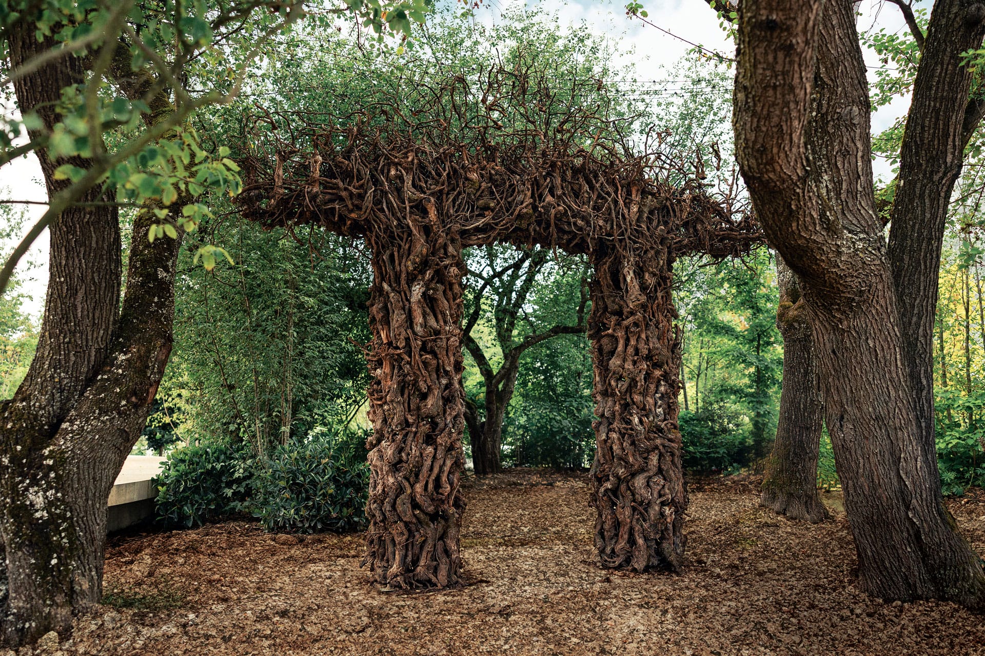 In Ruinart garden, artist Cornelia Konrads used old vines to create The Arch.
