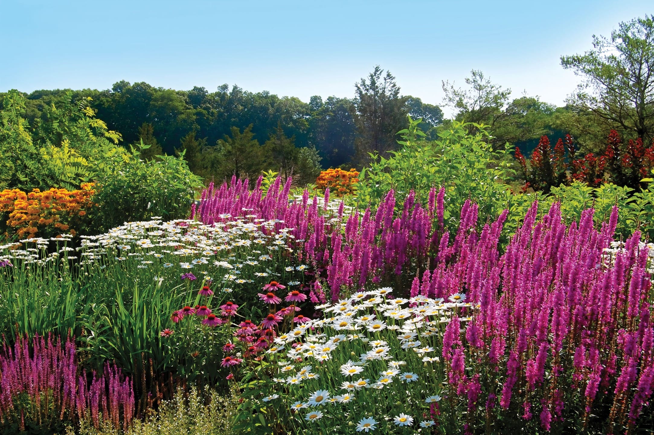 Colorful garden with purple and white flowers, green foliage, and trees in the background under a clear blue sky.