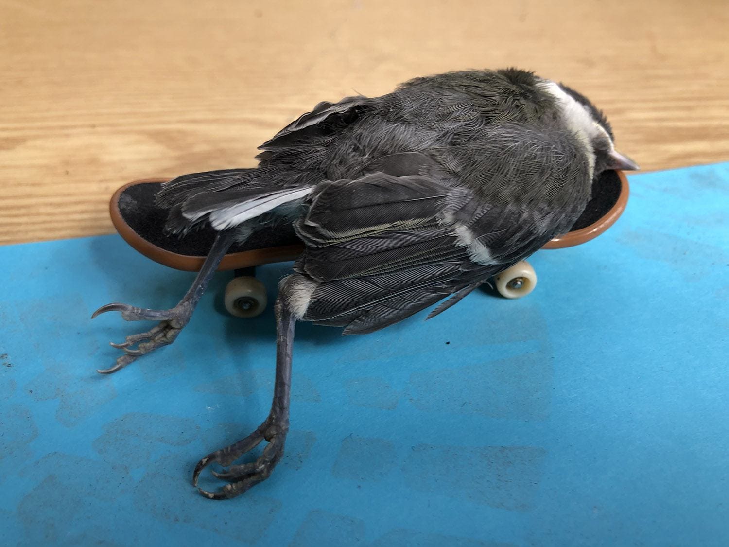 Bird lying on a miniature skateboard on a blue mat with wooden background.
