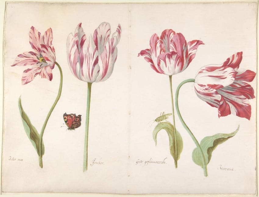 Illustration of four red and white tulips with a butterfly and a grasshopper on a beige background.