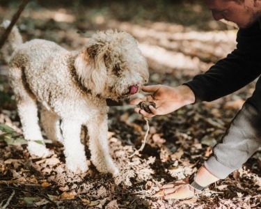 Person giving a treat to a curly-haired dog in a forest setting, surrounded by fallen leaves.