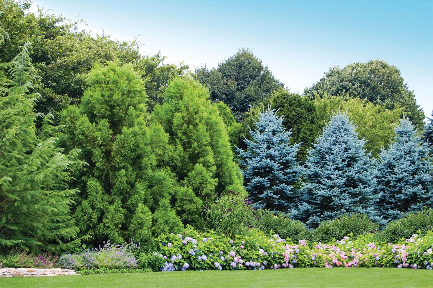 Lush garden with green conifers, blue spruce trees, blooming hydrangeas, and a well-maintained lawn under a clear blue sky.