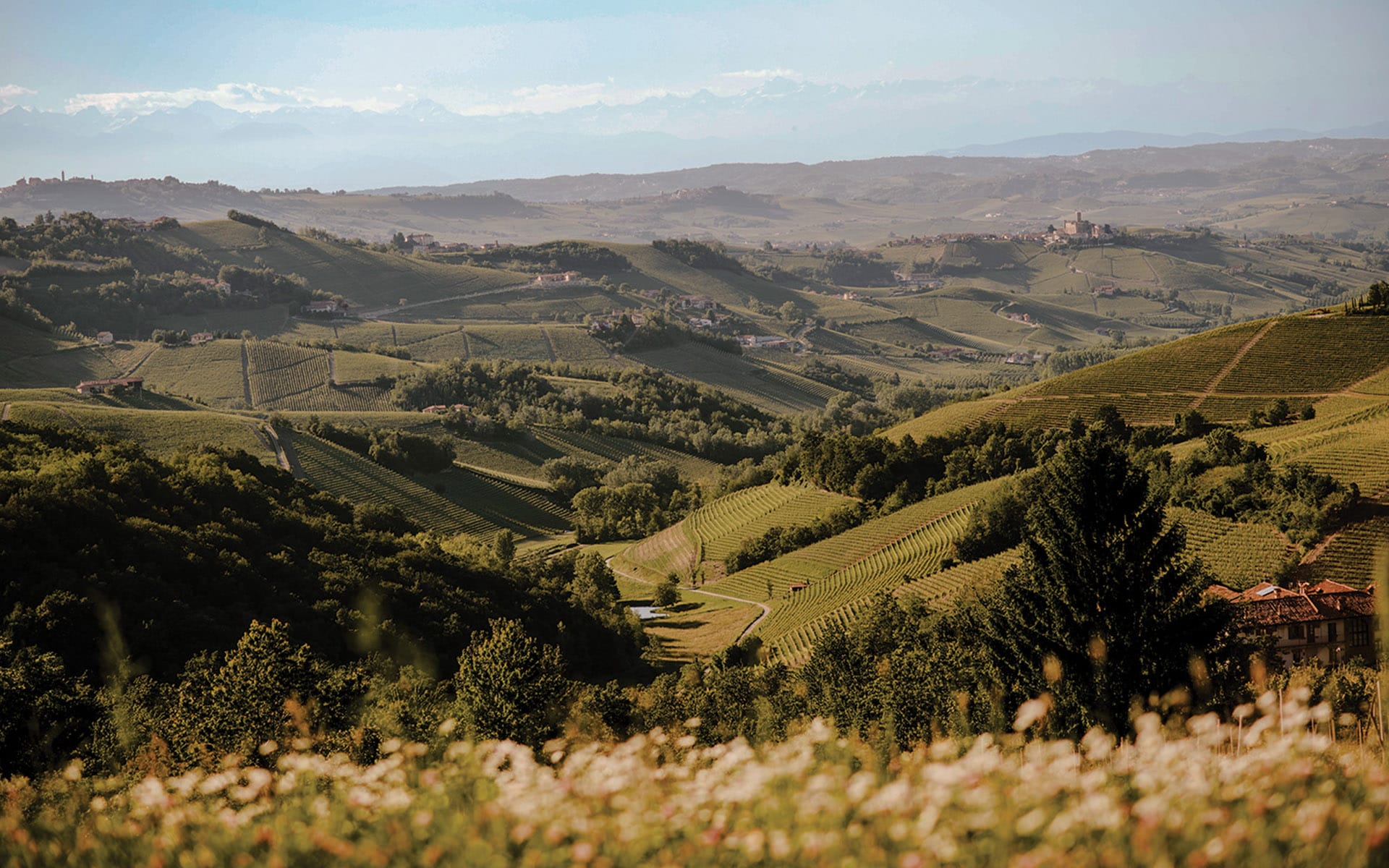 Rolling green hills of a vineyard landscape under a clear blue sky with distant mountains in the background.
