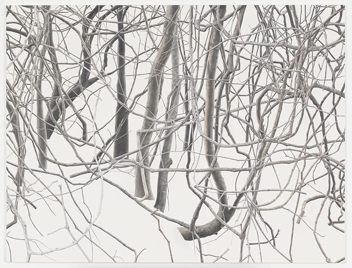 Intricate pattern of tangled, bare tree branches against a light background, creating a dense, natural texture.