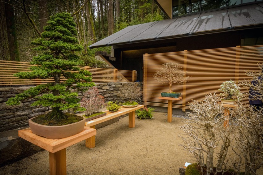 Outdoor bonsai garden with various miniature trees on wooden pedestals and bench, set against a modern wooden fence.