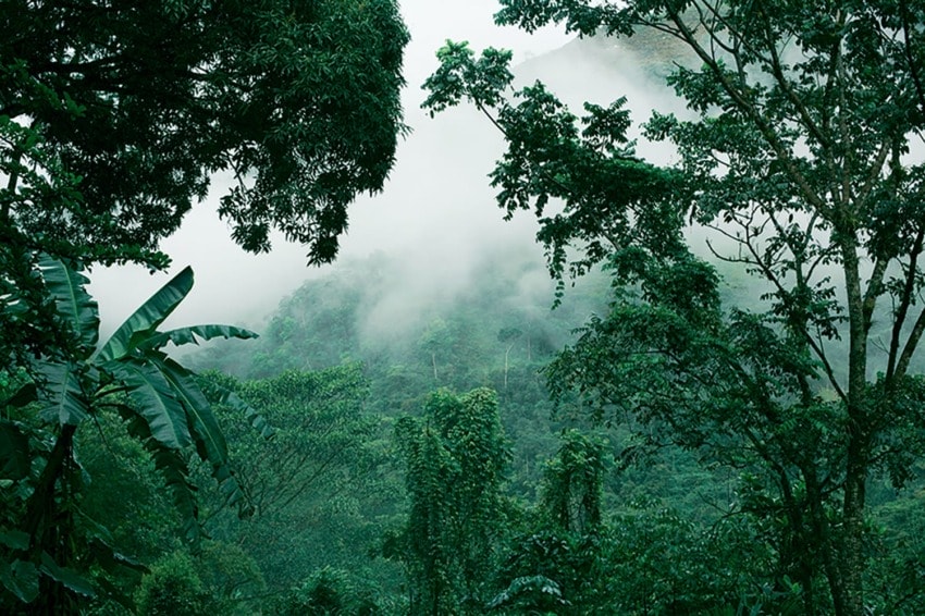 Lush green tropical rainforest with mist-covered trees and dense foliage.