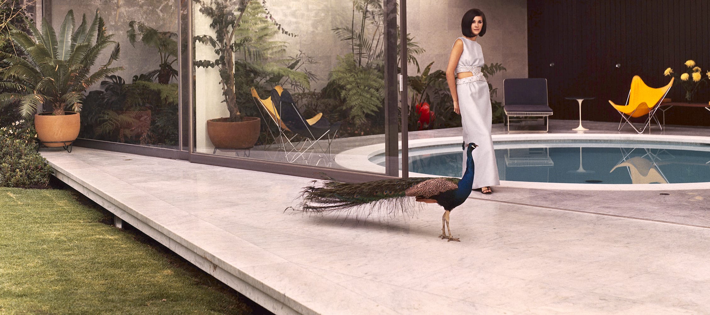Woman standing by a pool with a peacock in a modern setting, surrounded by plants and colorful chairs.