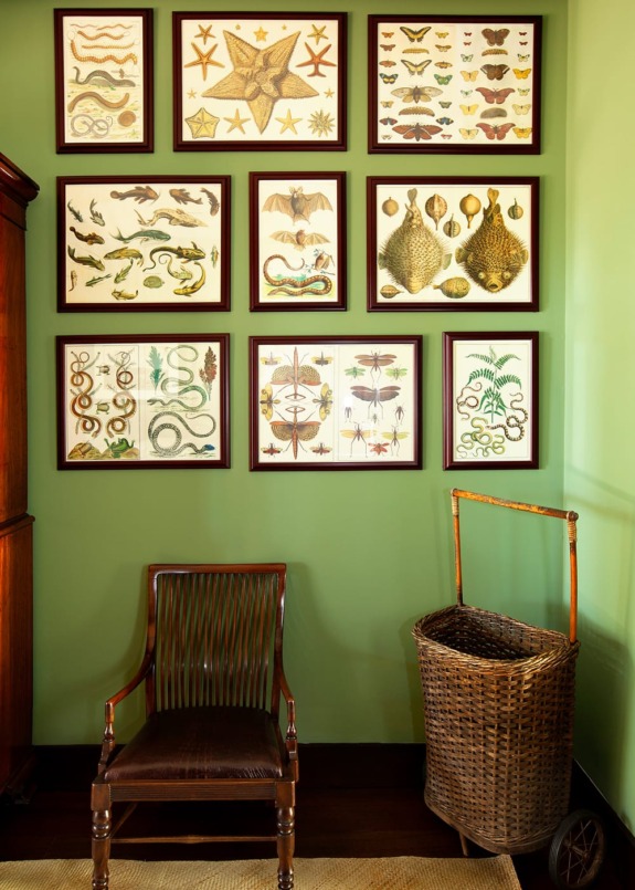 Gallery wall with framed natural history illustrations above a wooden chair and a wicker basket in a green room.