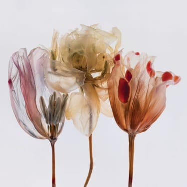 Translucent dried flowers with delicate petals in soft shades of pink, yellow, and orange against a pale background.