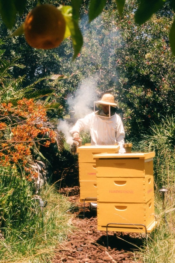 Beekeeper in protective clothing tending to yellow beehives surrounded by lush garden with lemon tree and flowers.