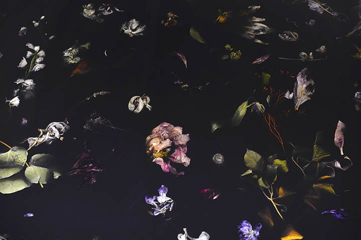 Floating wilted flowers and leaves on a dark reflective surface.