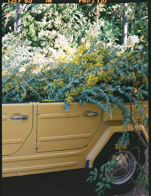 Yellow vintage car with vibrant yellow flowers overflowing from the back, surrounded by lush green foliage.