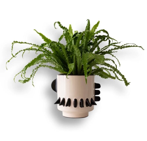 White ceramic pot with black spikes holding a lush green fern against a plain background.