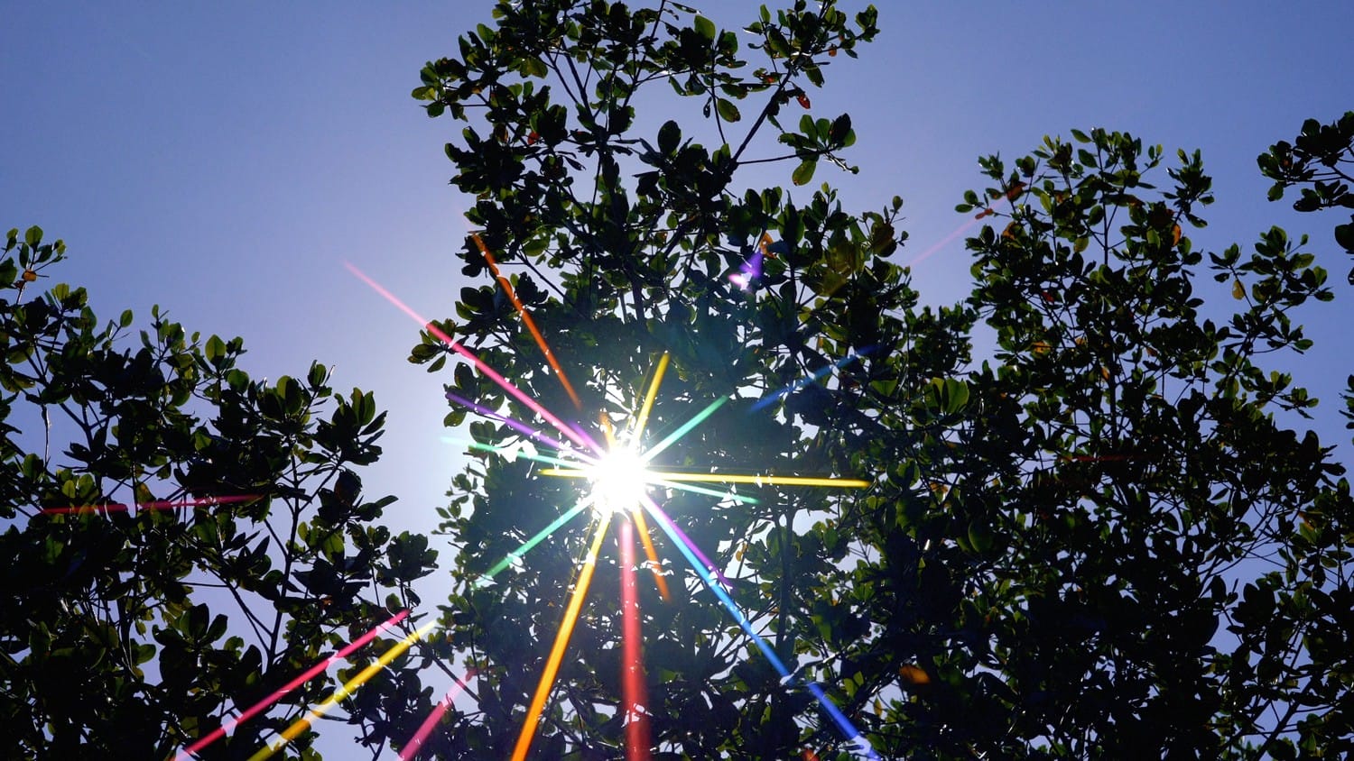 Sunlight streaming through tree branches, creating a starburst effect against a clear blue sky.