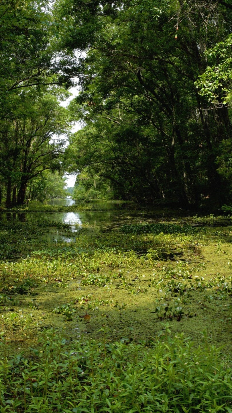 Dense green forest and swamp with a narrow path of open water, surrounded by lush foliage and overgrown vegetation.