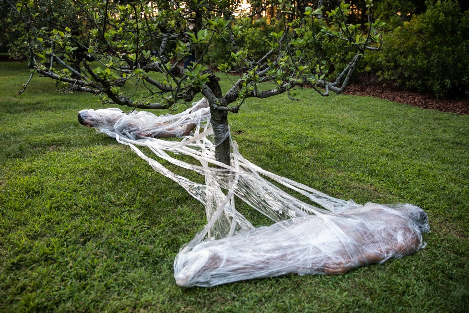 Two people wrapped in plastic sheeting lying on grass, connected to a tree, creating a surreal outdoor scene.