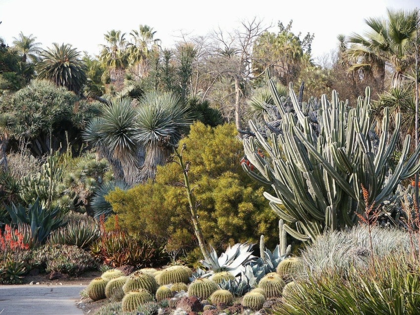 A desert landscape with various cacti and succulents in a botanical garden under a clear sky.